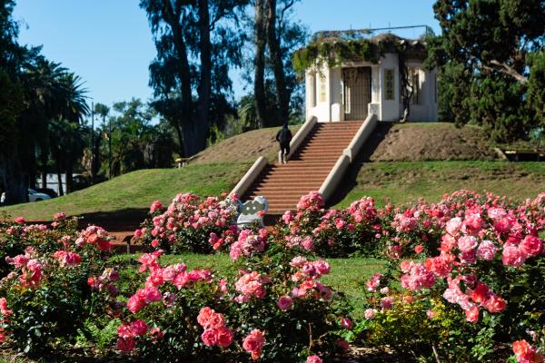 El municipio entregará esquejes de rosas en el parque de la Independencia