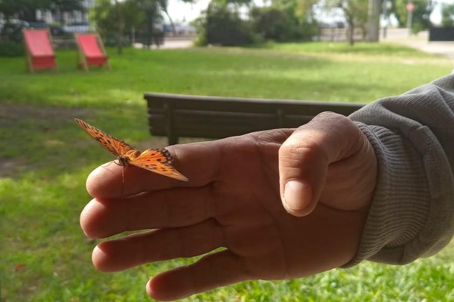 una mariposa descansando en la mano