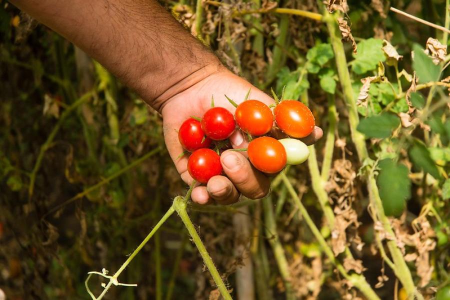 Huerta agroecológica primavera verano