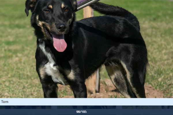 Tom: es un macho joven de porte mediano y energético. Requiere más pasar mas tiempo con otros animales ya que reacciona ante la presencia de otros perros. Sociable con las personas.