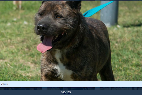 Zeus macho adulto cruza pitbull. Requiere paciencia para ganar su confianza, cuando eso ocurre es un perro muy cariñoso y compañero.