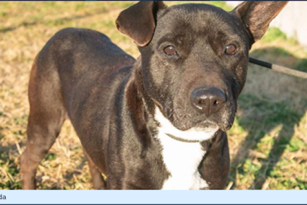 Buda: es un macho adulto cruza de pitbull de porte mediano, es de carácter muy tranquilo le gusta la compañía cuando entra en confianza.