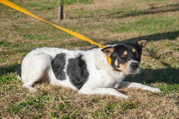 Rómulo: se presenta como un perro desconfiado e inseguro, es tranquilo y no es reactivo, de a poco nos vamos ganando su confianza.