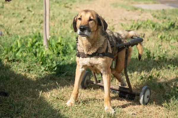 Larguirucho: es un macho adulto de porte mediano. A pesar de su parálisis en sus miembros posteriores, puede trasladarse, se deja manipular y convive con otros animales.