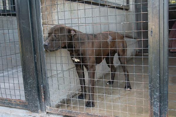 Chacho. Macho adulto, porte mediano. Requiere de salidas al patio siempre bajo la vigilancia de algún operario.