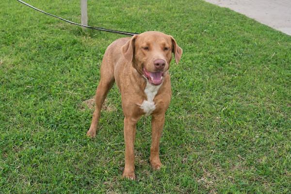 Samsón. Perro adulto tamaño grande.