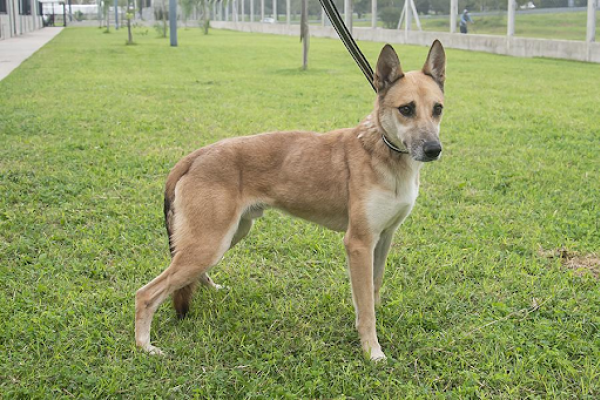 Rocky. Macho adulto tamaño grande. 6 años aproximadamente.