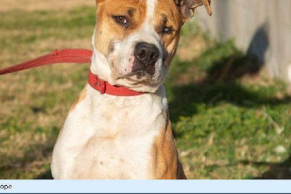 Ciclope. Macho pitbull de porte mediano. Recomendamos que sea única mascota en el hogar.