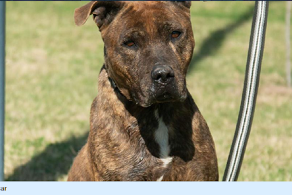 César. Macho cruza de pitbull. De tamaño mediano a grande, con gran energía a pesar de sus 7/8 años aproximadamente. Aconsejamos que sea el único animal en la casa y que no conviva con niños ya que requiere trabajo de vinculación.