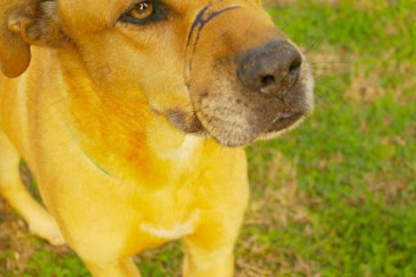 Joker es un macho adulto de porte grande. Tranquilo y bueno con las personas. Necesita desgaste físico, debe ser la única mascota al principio, e ir de a poco re socializando con otros animales. 