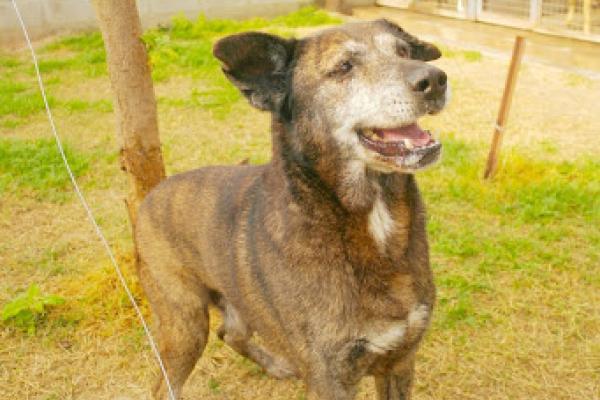 Hugo: es un macho adulto de unos 7 u 8 años de gran porte. 