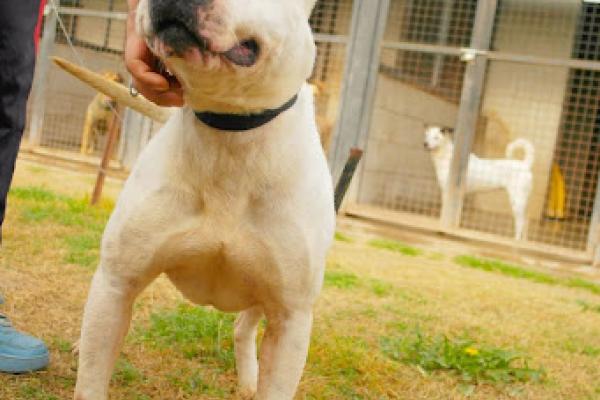 Alfalfa: es un pitbull macho de porte mediano. Aún se están evaluando sus habilidades para la convivencia con otros animales.