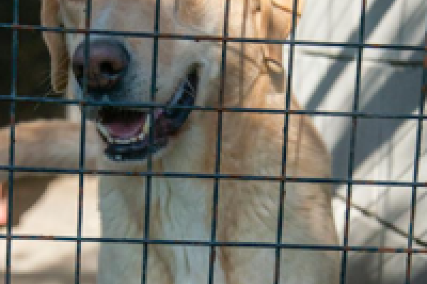 Labrador: macho adulto de porte grande, cruza de labrador. Debido a su energía y desconfianza, requiere trabajo de vinculación.