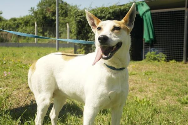 Luna: hembra adulta de aproximadamente 4 años de tamaño mediano.