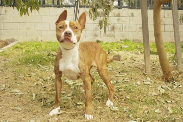 Marquitos: es un macho pitbull adulto, de porte mediano a grande. Tiene mucha energía y no se lleva con otros animales.