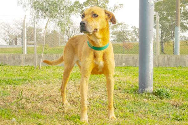 Joker es un macho adulto de porte grande. Tranquilo y bueno con las personas. Necesita desgaste físico, debe ser la única mascota al principio, e ir de a poco re socializando con otros animales. 