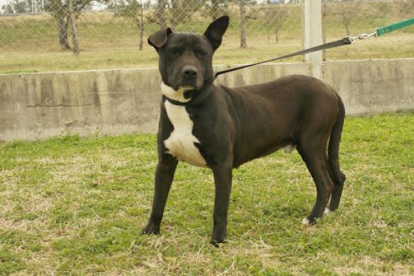 Buda: es un macho adulto cruza de pitbull de porte mediano, es de carácter muy tranquilo le gusta la compañía cuando entra en confianza.