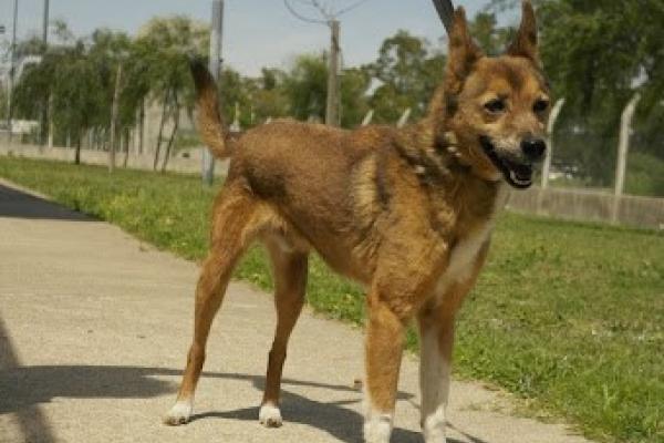 Lagartija.Zorrito: es un macho adulto de porte pequeño. Es muy alegre y bueno pero no le gusta que sean invasivos con él, una vez ganada su confianza es muy cariñoso.