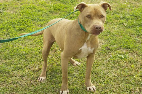 Elliot: macho pitbull adulto de porte medio. Tiene muchísima energía. Debe ser el único animal en la casa por lo menos los primeros meses.