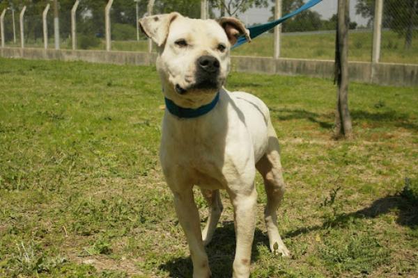 Alfalfa: es un pitbull macho de porte mediano. Aún se están evaluando sus habilidades para la convivencia con otros animales. 