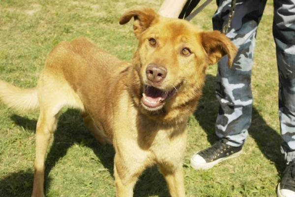 Terry / Leon: es un macho joven de porte grande. Por su carácter debe ser el único animal en casa, requiere trabajo de vinculación, se está adaptando a la correa.