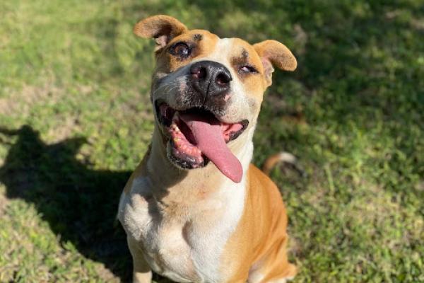 Ciclope: macho pitbull de porte mediano recomendamos que sea única mascota en el hogar.